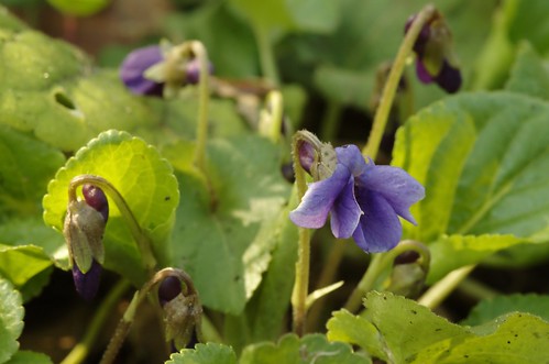 Viola odorata - Maarts viooltje, Sweet violet