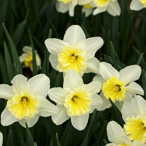 Missouri Botanical Garden (Shaw's Garden), in Saint Louis, Missouri, USA - Split-corona daffodil, Narcissus 'Cassata' Amaryllidaceae