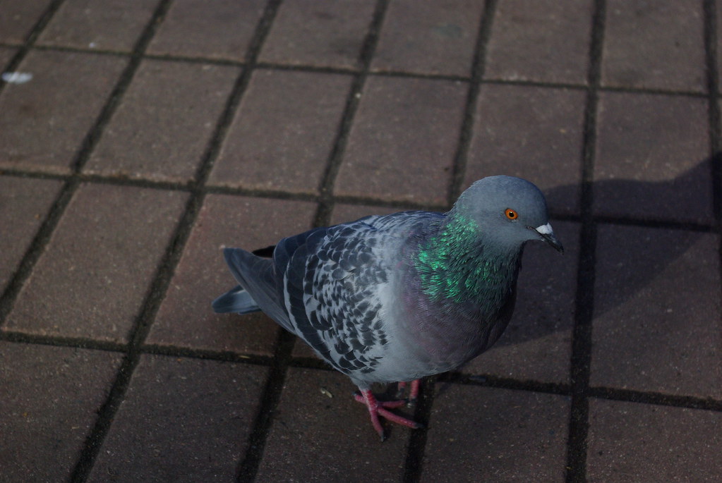 : The Pigeon / 