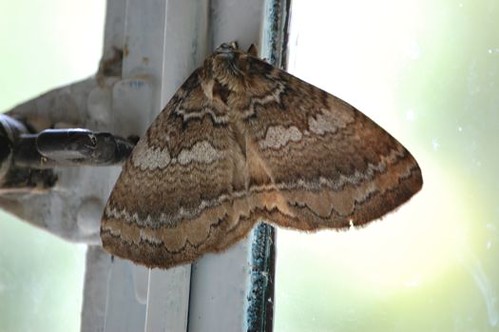 african moth