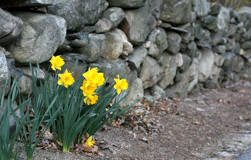 Daffodils by a stone wall