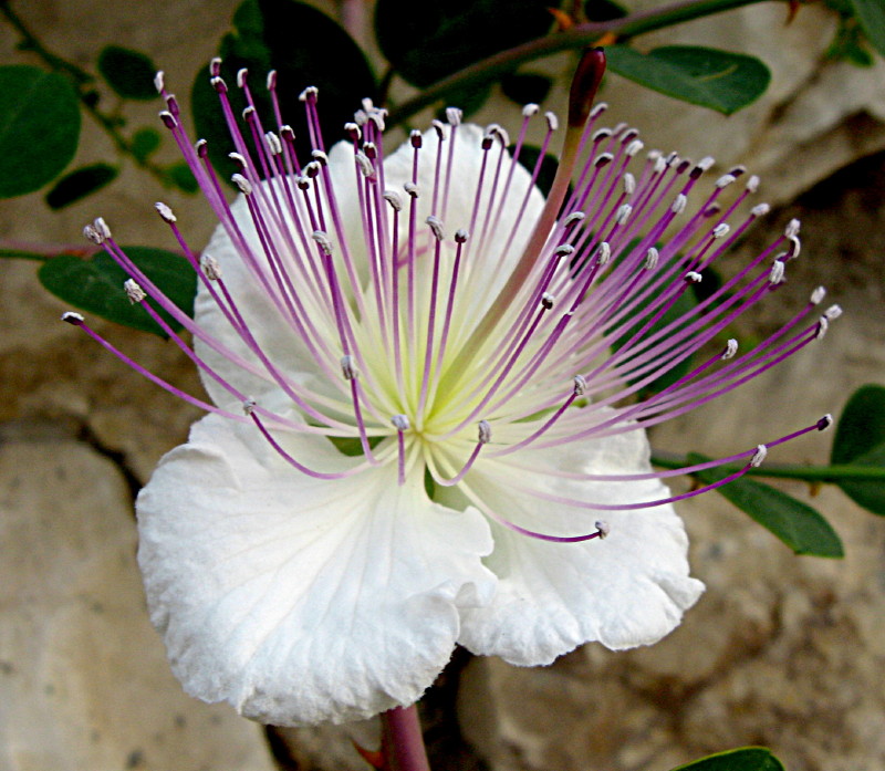 29-4-2009-purtee-flower3