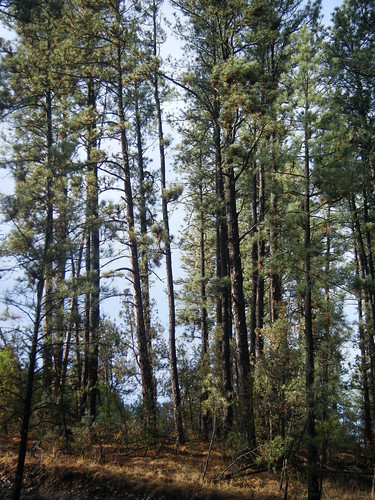 Pine Trees in Ruidoso NM