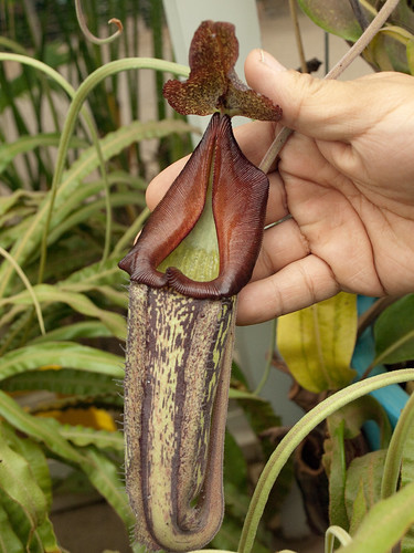 Huntington Botanical Gardens: Nepenthes Maxima &quot;Dark&quot;