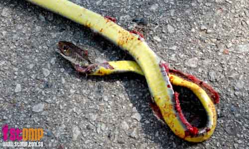 SQUASHED! What happens when a snake tries to cross a road