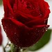 Rosa vermelha - Fotos: Rê Sarmento