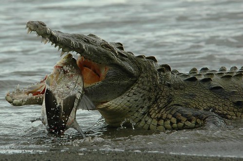 Crocodile and Fish, part 5