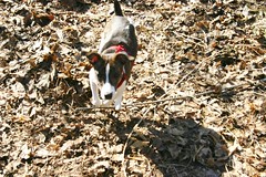 Mia blends in with the leaf mulch - all 4 paws in the air!