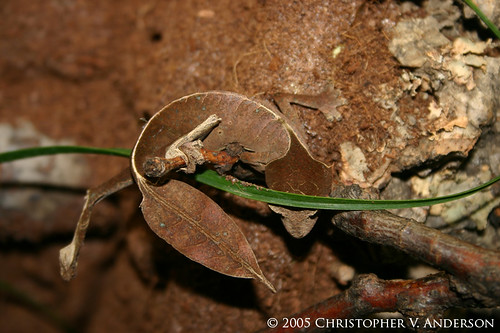 satanic leaf tailed gecko. (Satanic Leaf Tailed Gecko
