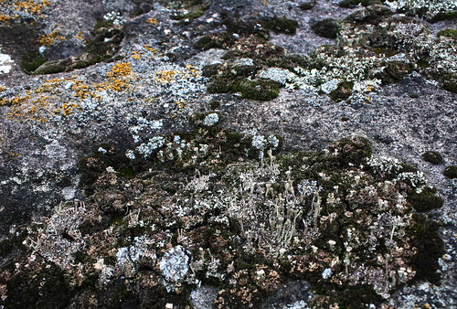 Lichens at Dunakanyar, 2009. 03. 21. 0005