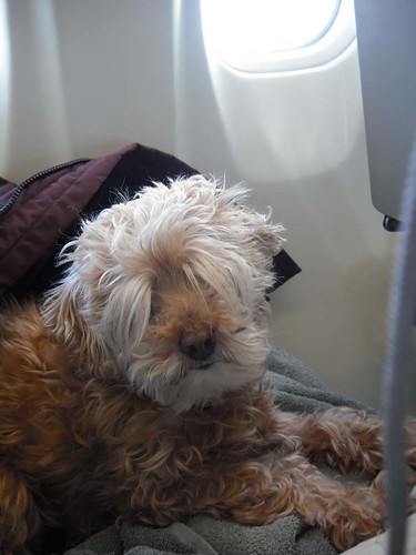 Bailey on the plane