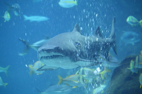 bull shark eating. of frenzied ull sharks