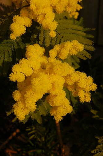 Acacia dealbata (Leguminosae: Mimosoideae)
