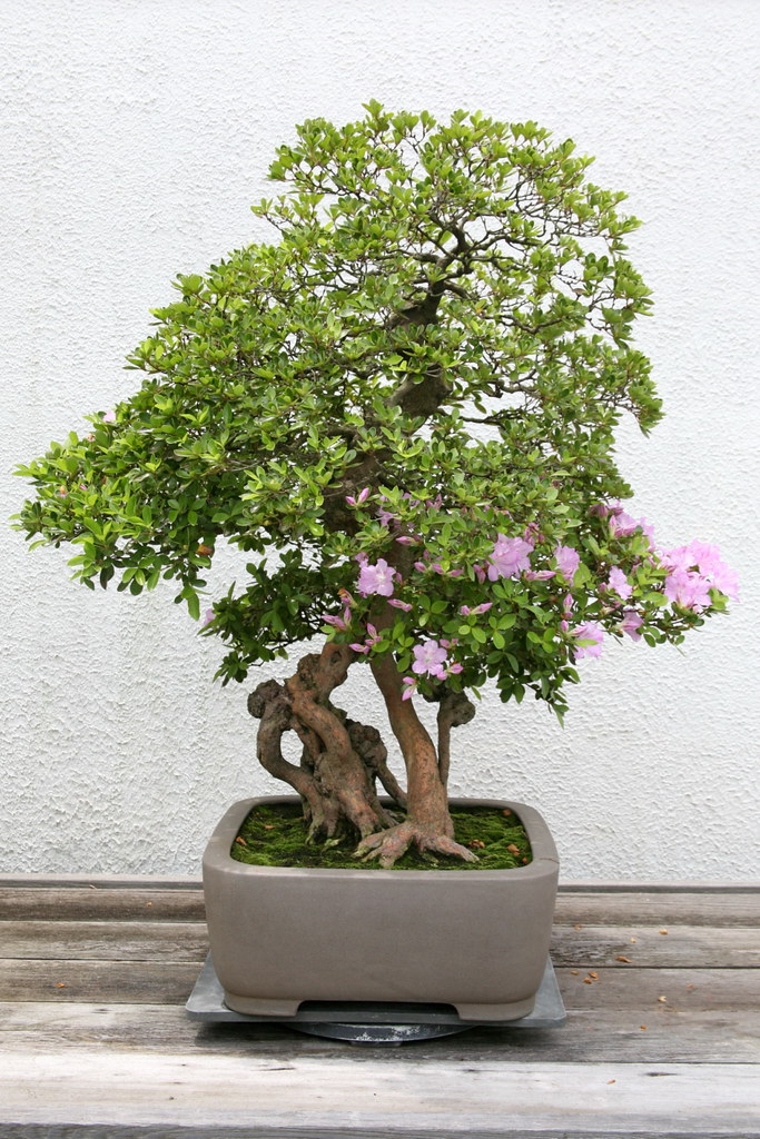 Satsuki Azalea (Rhododendron indicum) ’K by cliff1066â„¢, on Flickr