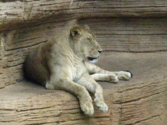 Lioness resting on a ledge