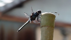 Kyoto Dragonfly