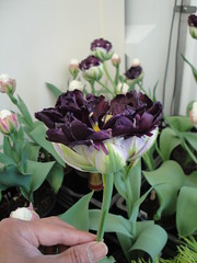 Tulipa 'Wow'