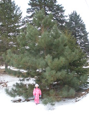 Olivia By Big Pine Tree