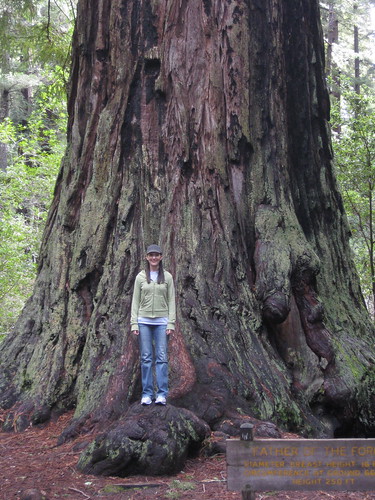 Big Basin Nat'l Forest aka Redwoods