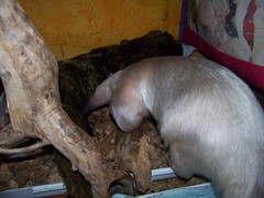 Pua gets a fresh log