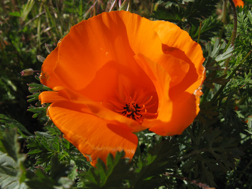 california poppy reserve. California Poppy, Antelope Valley California Poppy Reserve