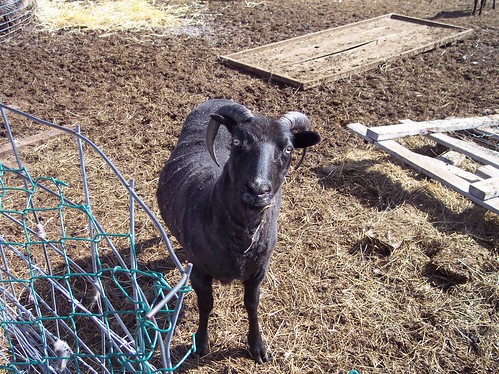 Shearing Days, April 11, 2009