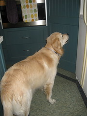 Bailey waiting for breakfast (served in the pantry)