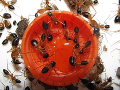 Camponotus nigriceps 07