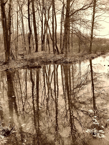 sepia swamp