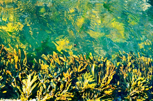 My first glance at Atlantic Ocean seaweed