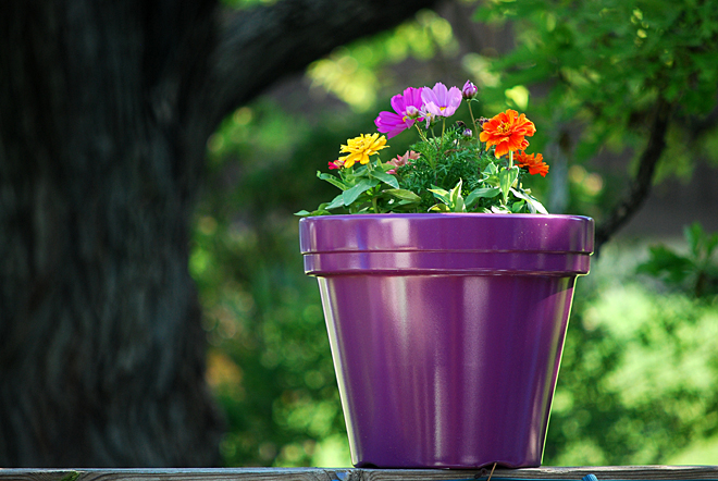 A purple pot of potted plants placed precariously on its perch (with bits of bokeh)