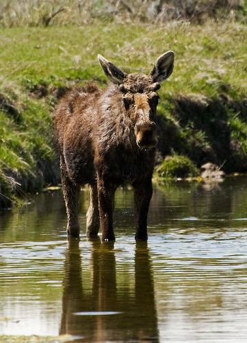 Wading Moose