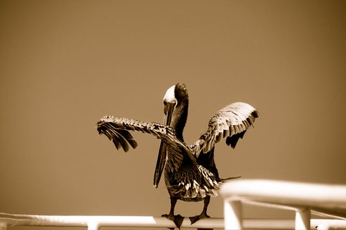Pelican Anacortes, WA