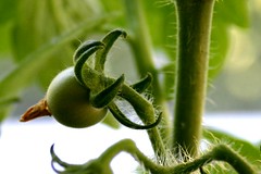 Hairy vegetable plant IV