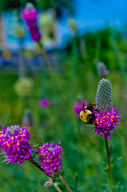166/365 - June 15, 2011 - Pollination