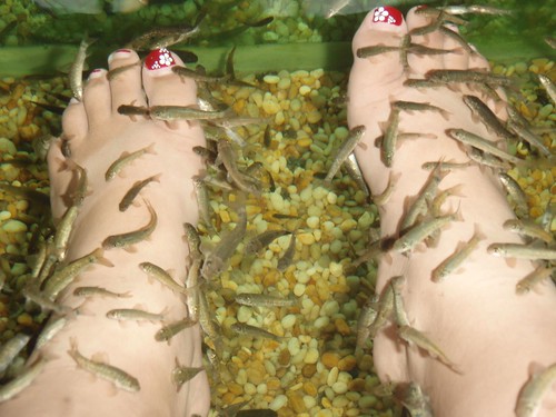 1529- The Smaller Fish on Candace's Feet
