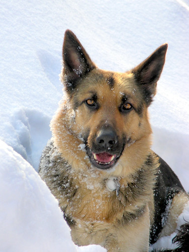 german shepherd in the snow