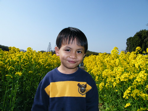 Eirfan with Yellow Flowers - 菜の花 