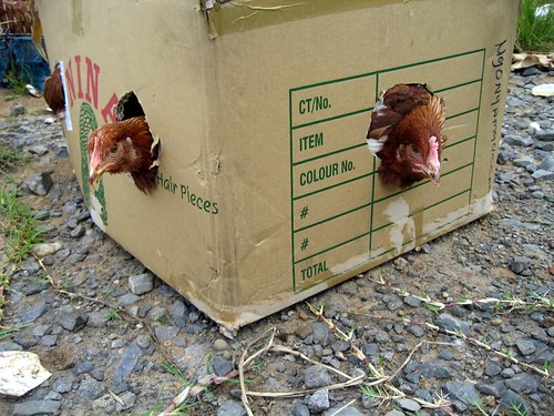 There are 13 other chickens in that box!