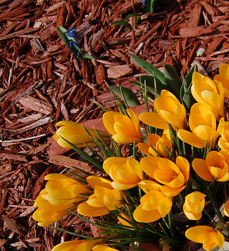 Spring blossoms Crocus 2009