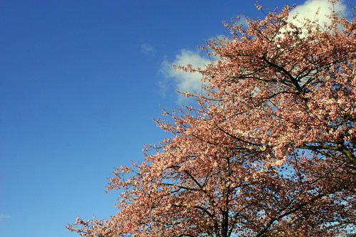 cherry tree sky