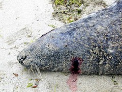 Dead seal on the beach by Seal Protection Action Group