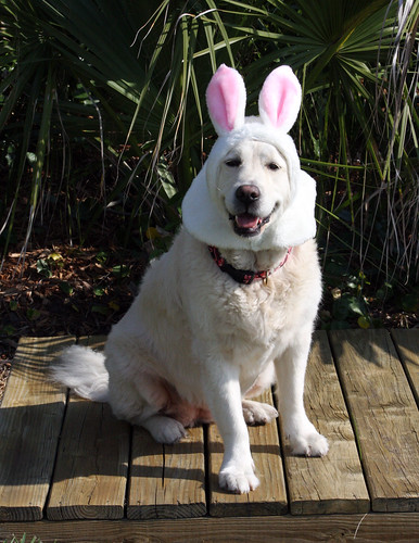 happy easter bunny pics. Happy Easter!