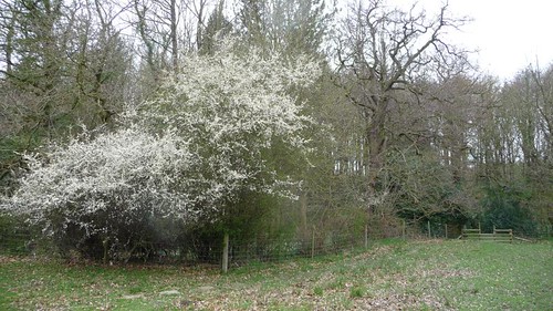 Blackthorn near Gillfield Wood