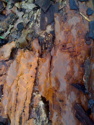 fallen bark and leaves (4-10-09)