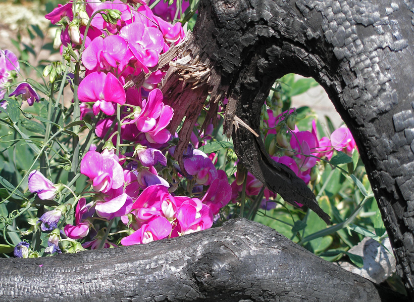 Sweet Pea with Burned Branch