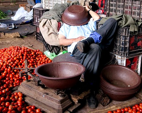 Moroccan tomato merchant's siesta