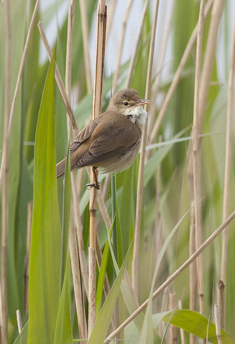 Acrocephalus scirpaceus - Reed Warbler by Ben Revell