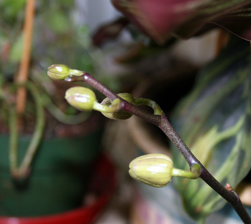 Purple Orchid buds