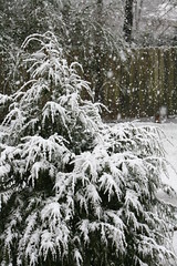 Snow falling on Cedar